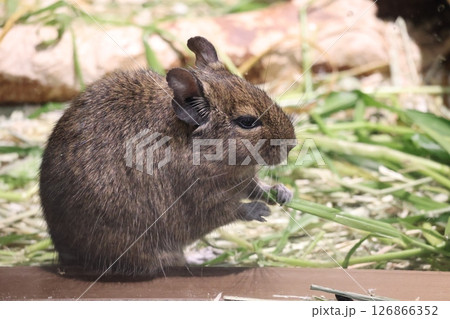 後ろ足で立って餌の葉っぱを食べるデグーのかわいい姿のある動物園の風景 126866352