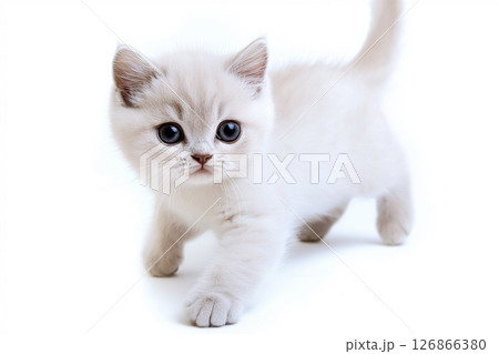 Adorable British Shorthair Kitten Looking Cute and Fluffy in a Playful Pet Portrait Adorable British Shorthair Kitten Looking Cute and Fluffy in a Playful Pet Portrait 126866380