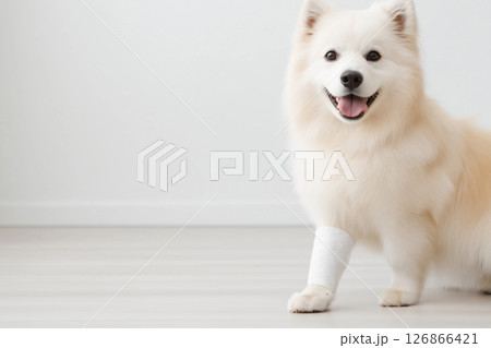 Fluffy American Eskimo dog with bandage: injured yet happy, cute and friendly pet indoors Fluffy American Eskimo dog with bandage: injured yet happy, cute and friendly pet indoors 126866421