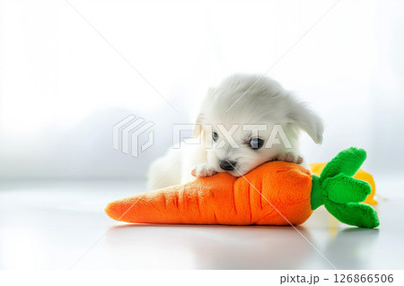 Adorable small puppy dog with a fluffy coat playing with a carrot toy in a cute pose Adorable small puppy dog with a fluffy coat playing with a carrot toy in a cute pose 126866506