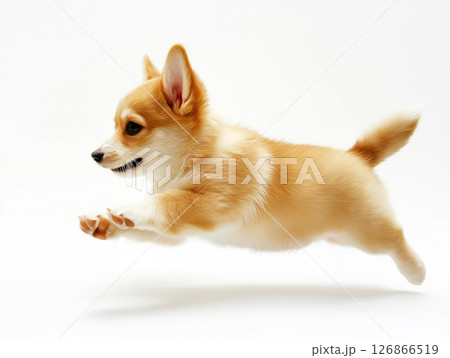 Corgi puppy dog cute animal pet playful furry adorable energetic fluffy small Corgi puppy dog cute animal pet playful furry adorable energetic fluffy small 126866519