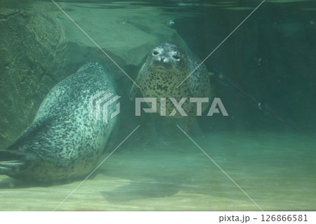 水槽を泳ぐコマアザラシのいる水族館の風景 126866581