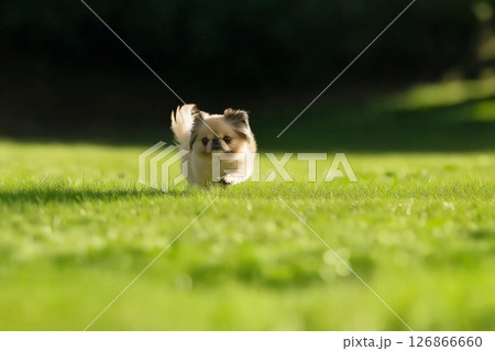 Pekingese dog puppy running on grass, cute and happy outdoors in nature Pekingese dog puppy running on grass, cute and happy outdoors in nature 126866660