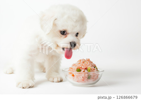 Adorable Bichon puppy enjoying a cute and fluffy moment with its pet companion 126866679