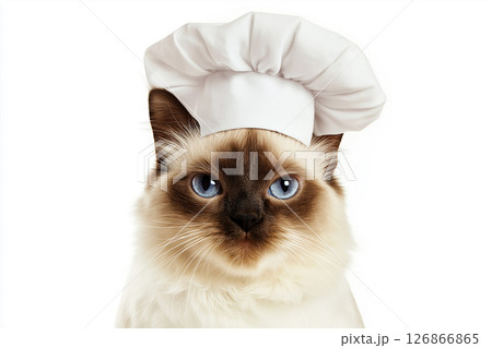 Ragdoll cat chef with fluffy fur and blue eyes...のイラスト素材 [126866865 ...