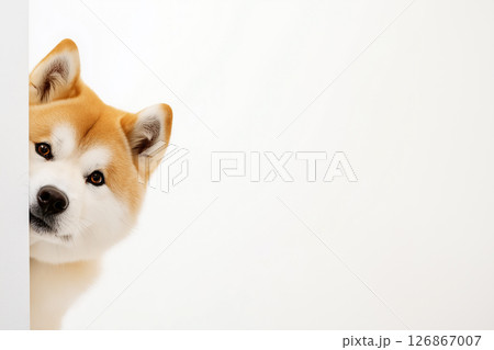 Adorable Akita dog with fluffy fur and cute ears, a loyal and friendly pet companion portrait. 126867007