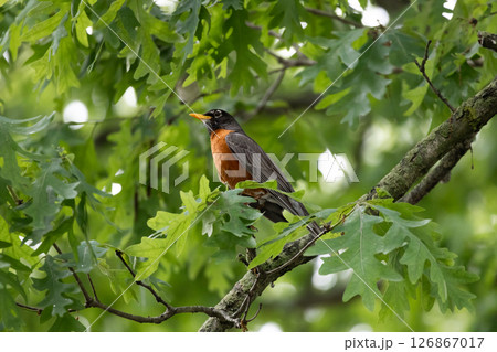 American Robin Perched Among Green Oak Leaves American Robin Perched Among Green Oak Leaves 126867017