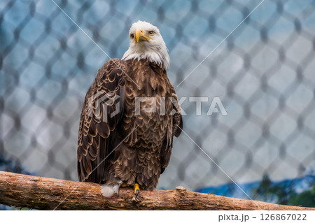 Bald Eagle Perched Inside Wildlife Enclosure 126867022