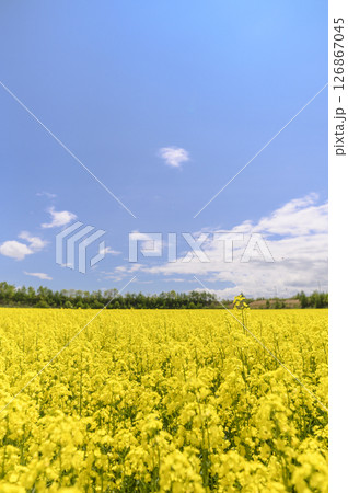 満開の菜の花畑 満開の菜の花畑 126867045