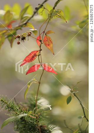秋の森景色　紅葉したナンテンの葉 126867075