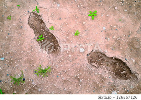足跡から芽吹く小さな命と乾いた大地 足跡から芽吹く小さな命と乾いた大地 126867126