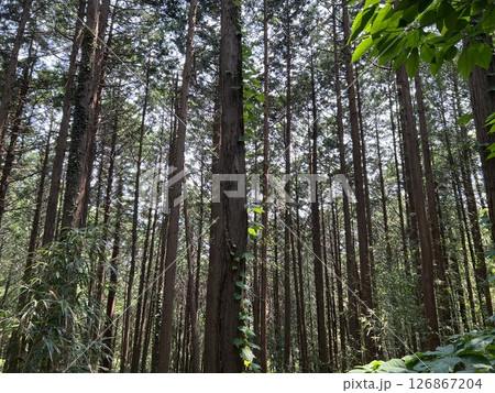 まっすぐ伸びる森の木々 126867204