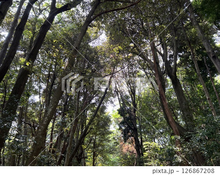 緑に包まれる森の空 126867208