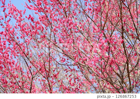 可愛い　梅の花　満開 126867253