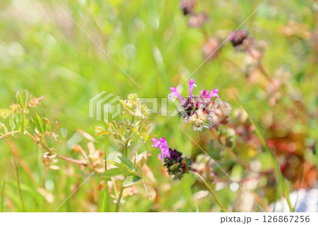 可愛い ホトケノザの花 可愛い ホトケノザの花 126867256