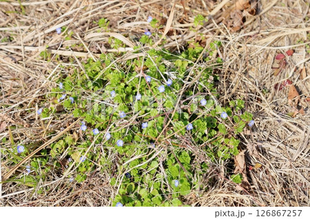 野の花 オオイヌノフグリ 野の花 オオイヌノフグリ 126867257