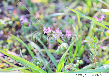 可愛い ホトケノザの花 可愛い ホトケノザの花 126867258