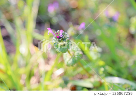 可愛い ホトケノザの花 可愛い ホトケノザの花 126867259