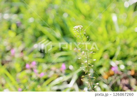 春の七草 ナズナの花 春の七草 ナズナの花 126867260