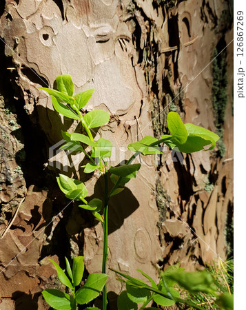 Closeup young sprout of Common bilberry or Blueberry with fresh green leaves against old pine tree trunk growth in spring forest at sunny day. Springtime awaking nature, vertical shot. Closeup young sprout of Common bilberry or Blueberry with fresh green leaves against old pine tree trunk growth in spring forest at sunny day. Springtime awaking nature, vertical shot. 126867269