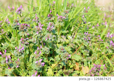 可愛い ホトケノザの花 可愛い ホトケノザの花 126867425