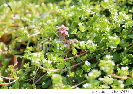 爽やか ヒメオドリコソウの花 爽やか ヒメオドリコソウの花 126867428