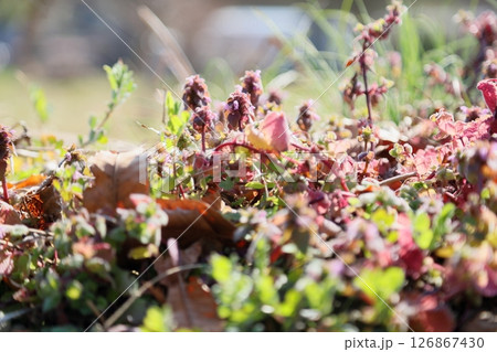 爽やか ヒメオドリコソウの花 爽やか ヒメオドリコソウの花 126867430