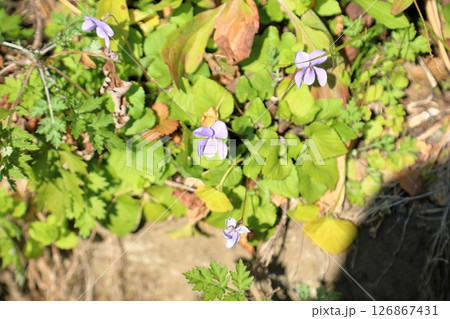 野の花 スミレの花 野の花 スミレの花 126867431