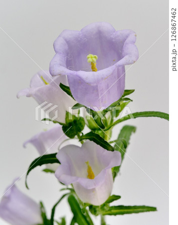 紫色のカンパニュラの花 126867462