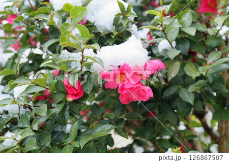 雪の日　サザンカの花 126867507