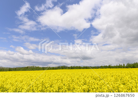 満開の菜の花畑 126867650