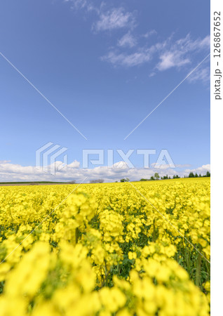 満開の菜の花畑と青空 126867652