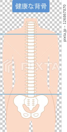 健康的脊柱 126867870