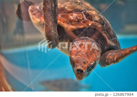 むろと廃校水族館のウミガメ 126867984