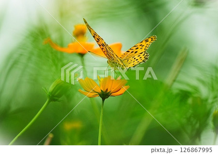 黄色い花の蜜を吸うツマグロヒョウモン蝶 黄色い花の蜜を吸うツマグロヒョウモン蝶 126867995