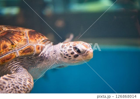 むろと廃校水族館のウミガメ 126868014