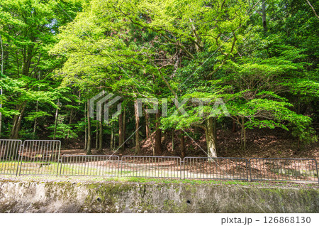 琵琶湖疏水 東山自然緑地  京都市 琵琶湖疏水 東山自然緑地  京都市 126868130