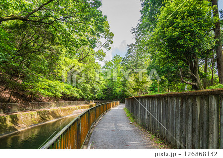 琵琶湖疏水沿いの遊歩道　　京都市 126868132