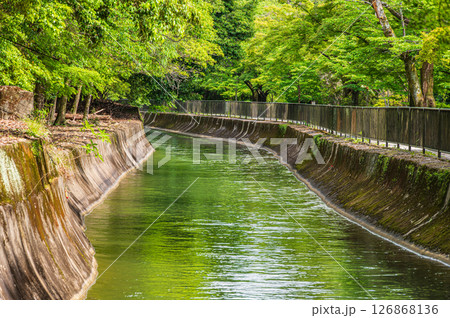 琵琶湖疏水 東山自然緑地 京都市 琵琶湖疏水 東山自然緑地 京都市 126868136