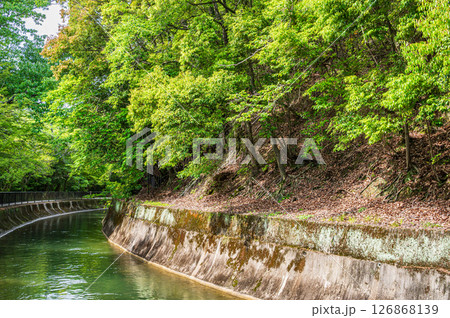 琵琶湖疏水 東山自然緑地 京都市 琵琶湖疏水 東山自然緑地 京都市 126868139