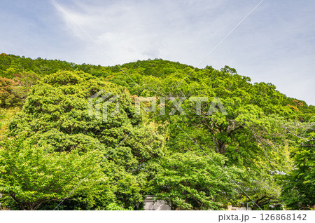 琵琶湖疏水 新緑の山 京都市 琵琶湖疏水 新緑の山 京都市 126868142
