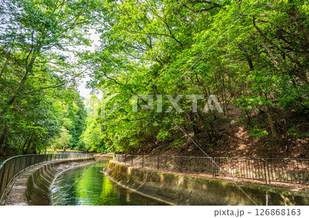 琵琶湖疏水 東山自然緑地 京都市 琵琶湖疏水 東山自然緑地 京都市 126868163