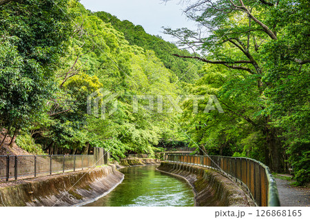 琵琶湖疏水　東山自然緑地　京都市 126868165