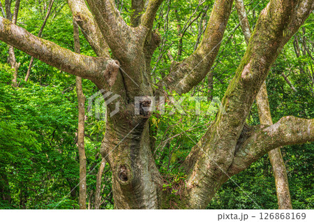琵琶湖疏水 東山自然緑地 京都市 琵琶湖疏水 東山自然緑地 京都市 126868169