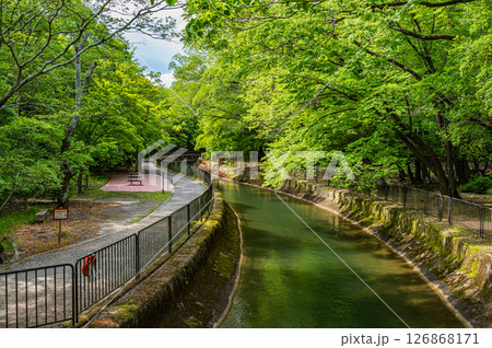 琵琶湖疏水 京都市 琵琶湖疏水 京都市 126868171