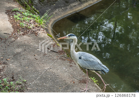 琵琶湖疏水 諸羽トンネル出口付近にたたずむアオサギ 京都市 琵琶湖疏水 諸羽トンネル出口付近にたたずむアオサギ 京都市 126868178