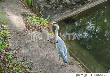 琵琶湖疏水 諸羽トンネル出口付近にたたずむアオサギ 京都市 琵琶湖疏水 諸羽トンネル出口付近にたたずむアオサギ 京都市 126868179