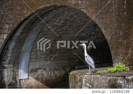 琵琶湖疏水 諸羽トンネル出口 アオサギ 京都市 琵琶湖疏水 諸羽トンネル出口 アオサギ 京都市 126868186