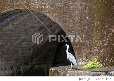 琵琶湖疏水 諸羽トンネル出口 アオサギ 京都市 琵琶湖疏水 諸羽トンネル出口 アオサギ 京都市 126868187