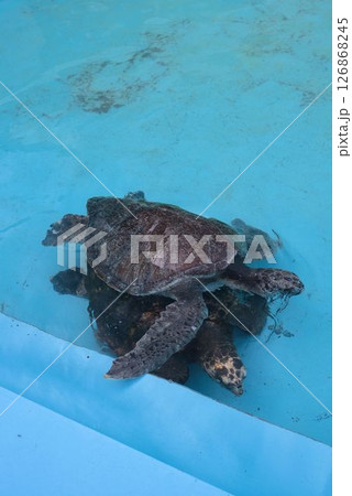 むろと廃校水族館のプールで泳ぐウミガメ 126868245